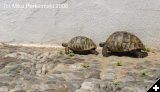 [27 Turtles]