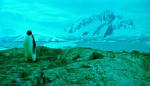 Adelien pingviini Petermann Islandilla