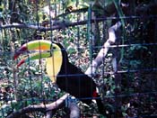 Tukaani Belize Zoossa
