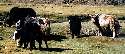 Yaks